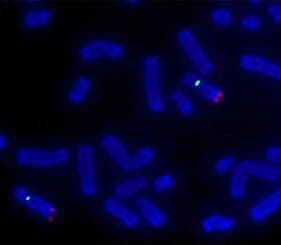 Fluorescent In situ Hybridization (FISH) E-Book