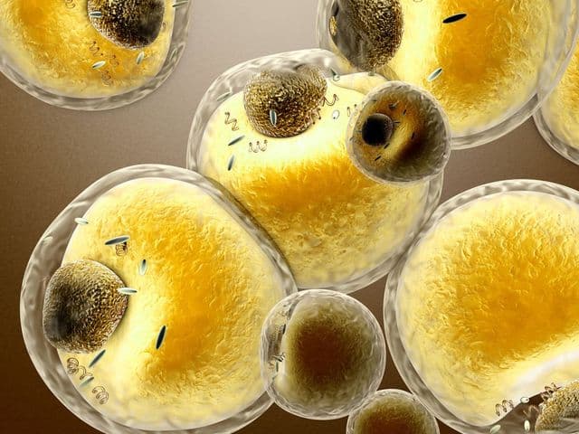 RecombiMAb human IgG4 (S228P) isotype control, anti-hen egg lysozyme - alternate view