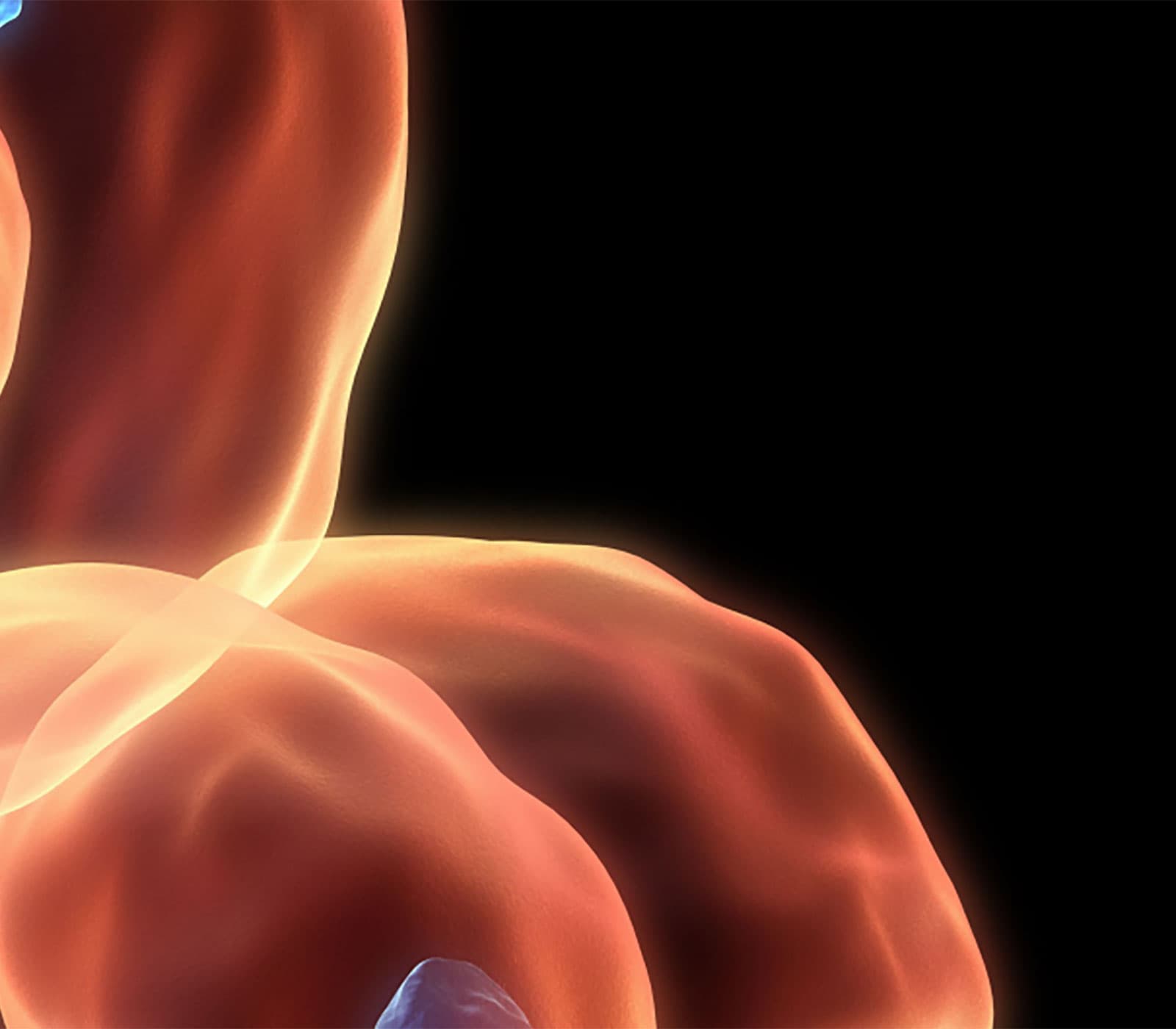 Autophagy research tools