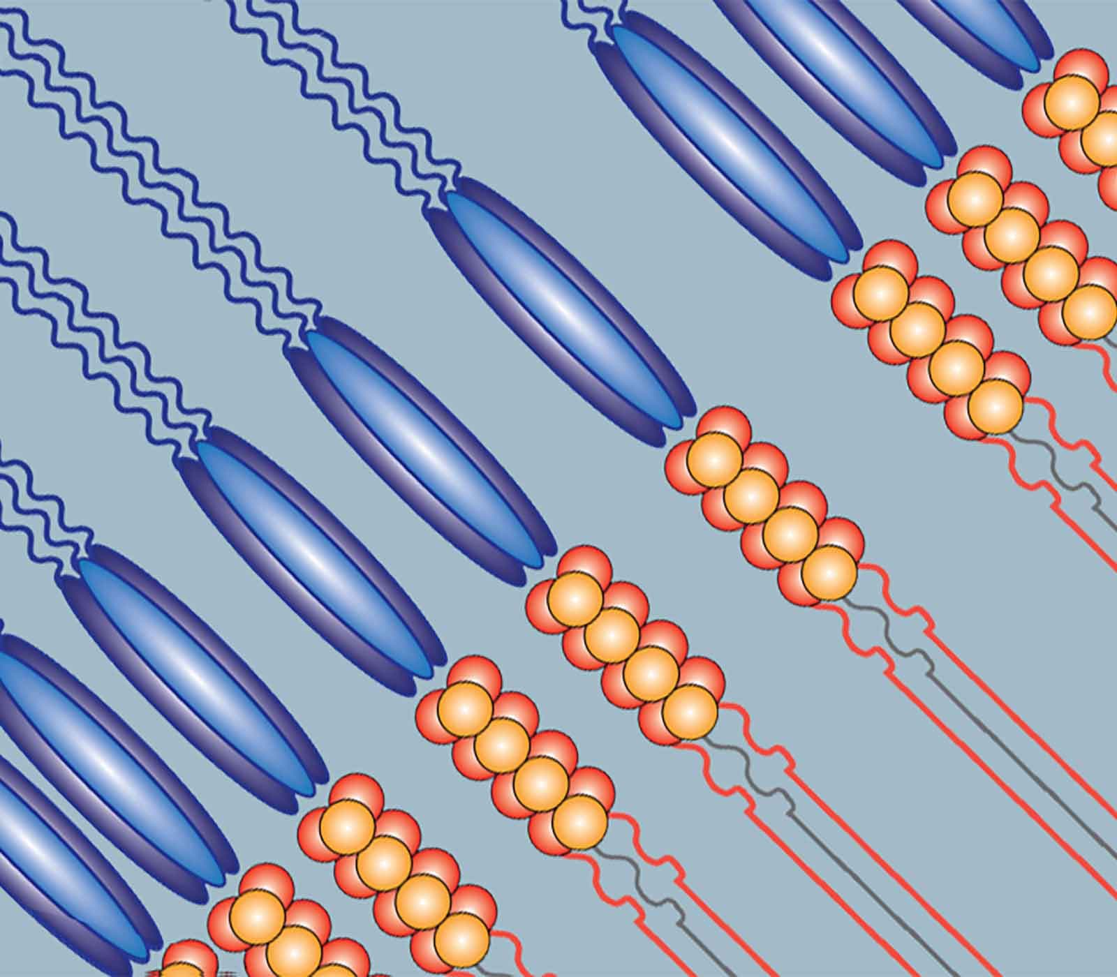 TNF & TNF Receptor Superfamily research tools
