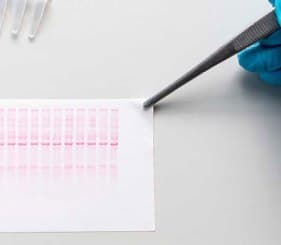 Western Blot E-book